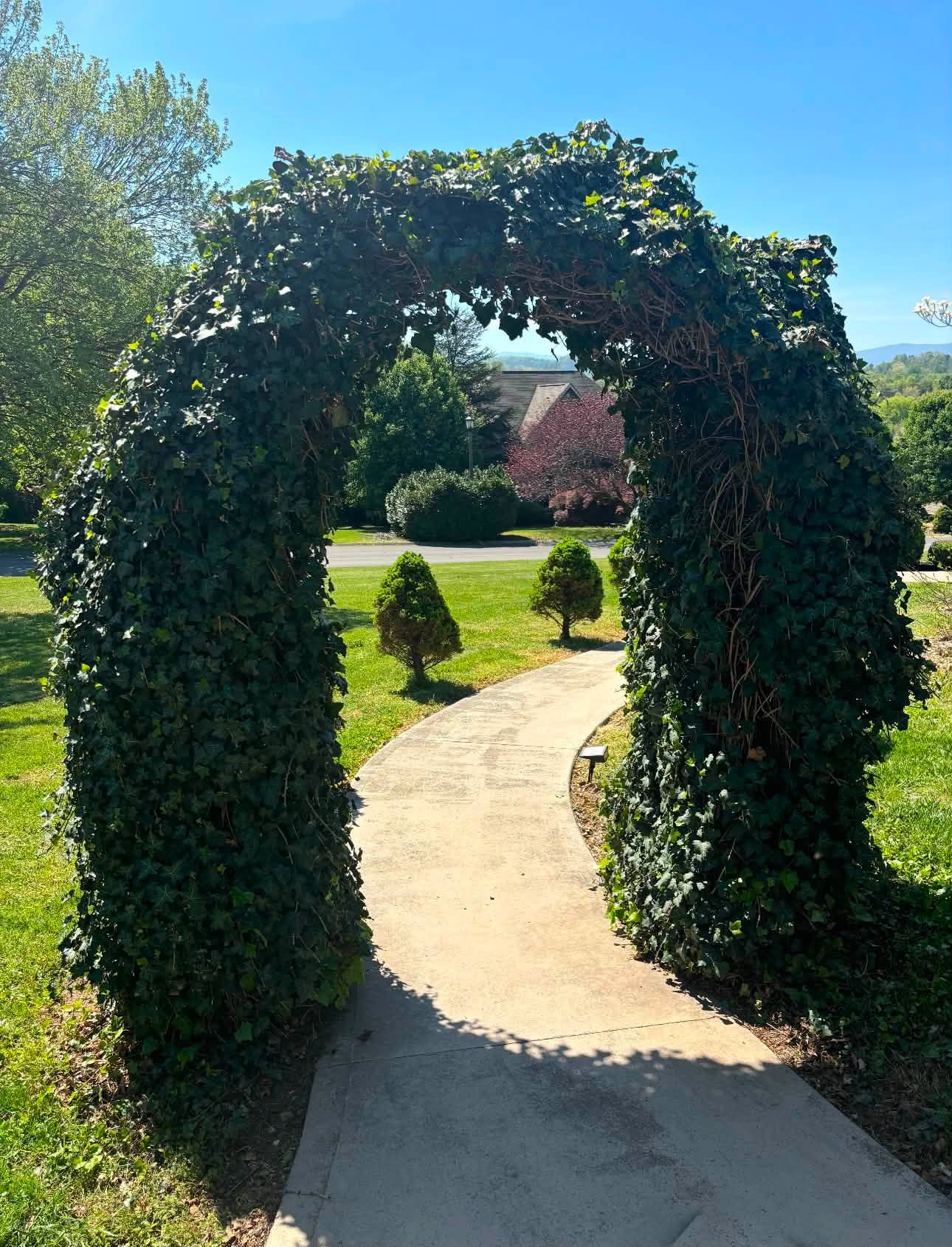 Ivy-covered garden archway over a concrete walkway