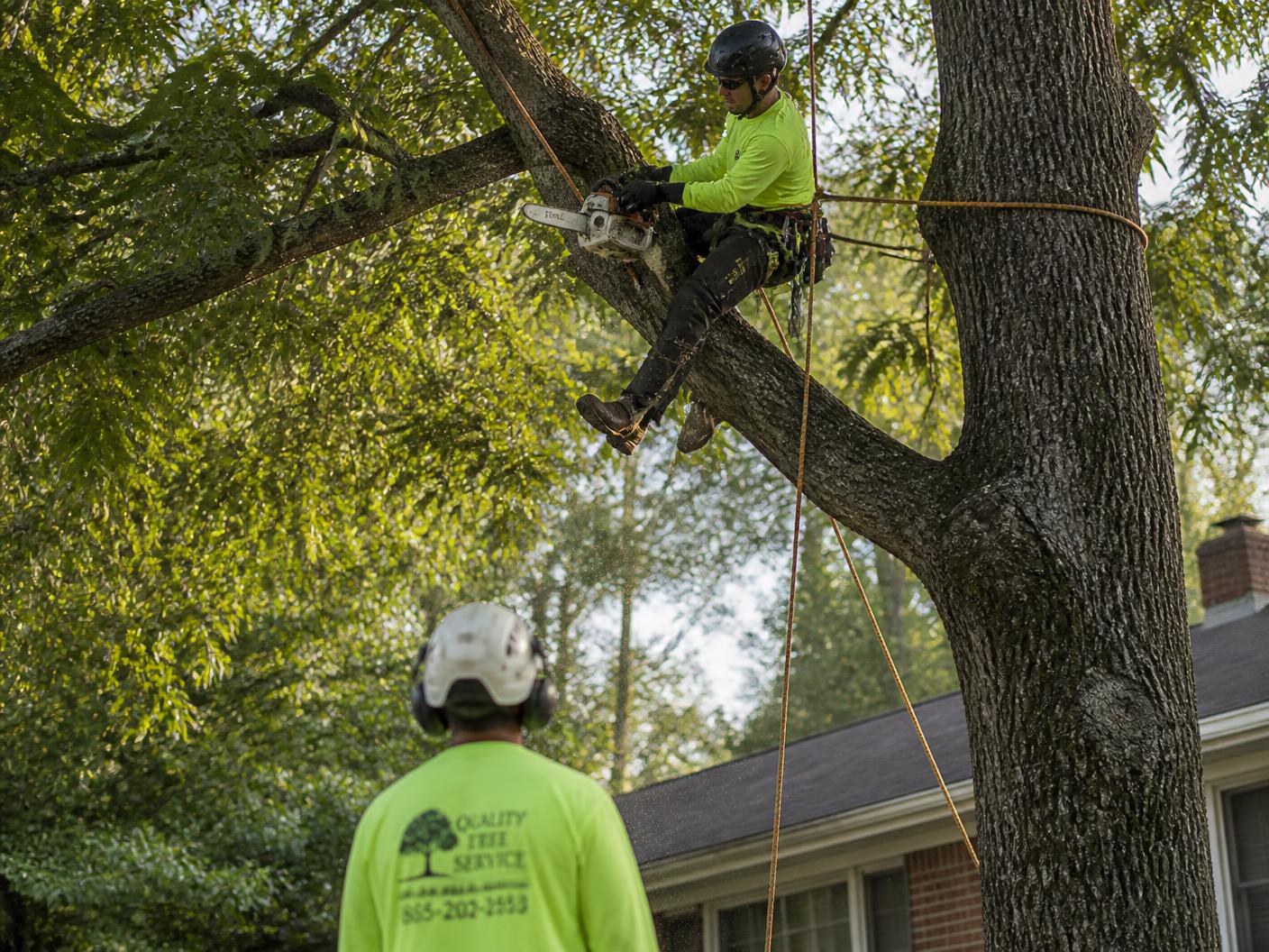Arborist pruning a large oak tree